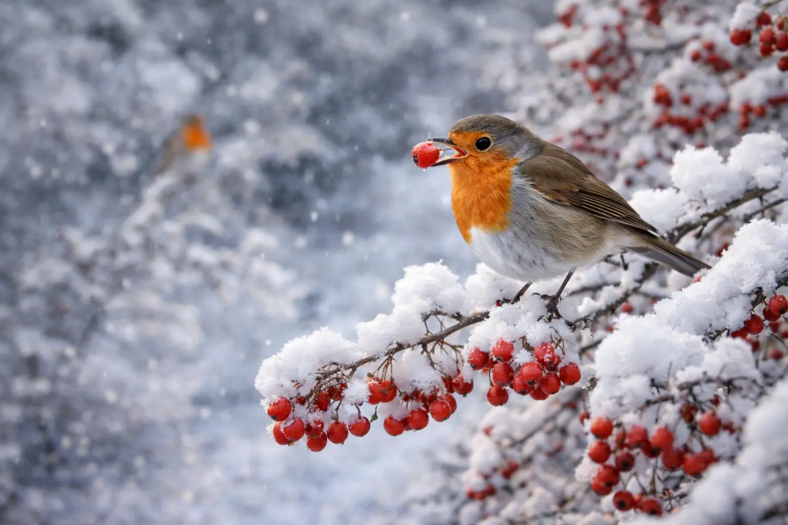 La única fruta de invierno que hace que los petirrojos regresen a tu jardín, según los observadores de aves